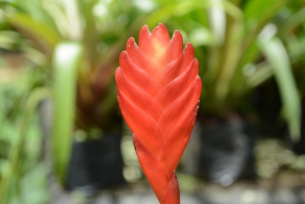 Photo close-up of red flower