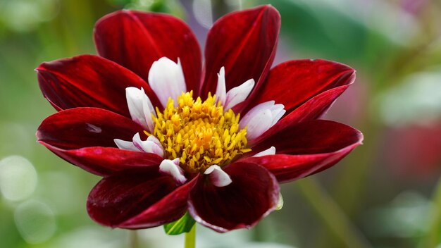 Close-up of red flower