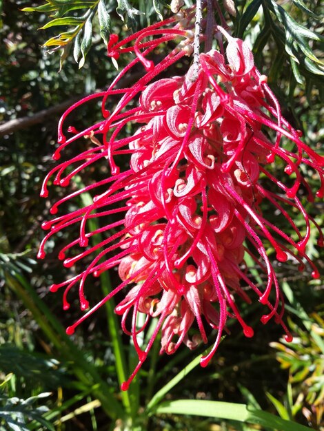 Close-up of red flower