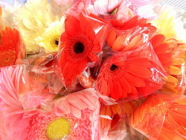 Foto close-up di un fiore rosso