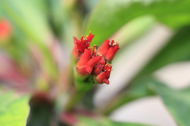 Close-up of red flower