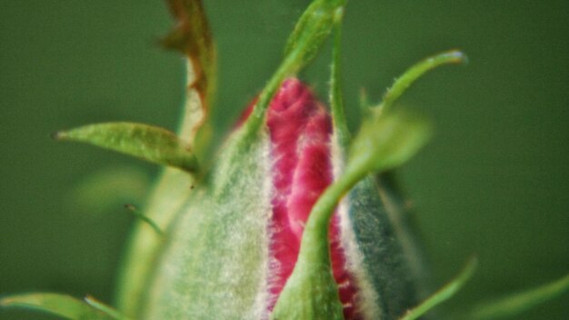 Close-up of red flower