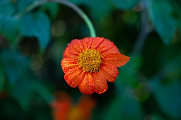 Close-up of red flower