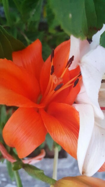 Close-up of red flower