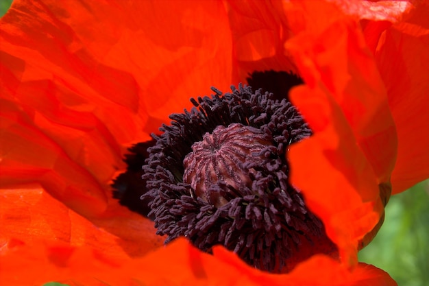 Photo close-up of red flower