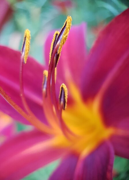 Photo close-up of red flower