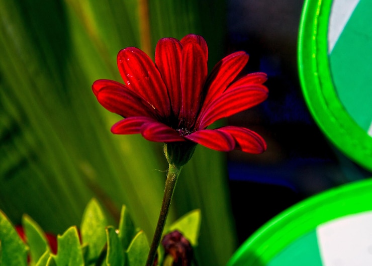 Photo close-up of red flower