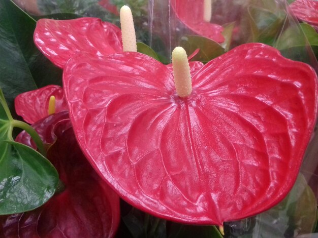 Close-up of red flower