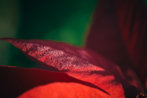 Photo close-up of red flower