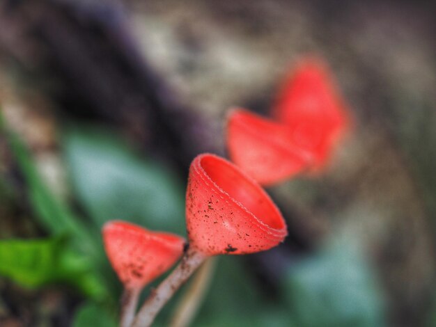 Close-up of red flower