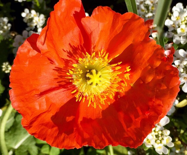 Close-up of red flower