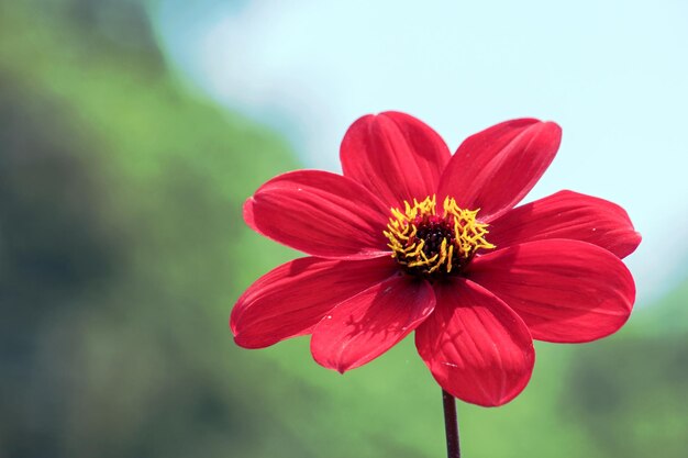 Foto close-up di un fiore rosso