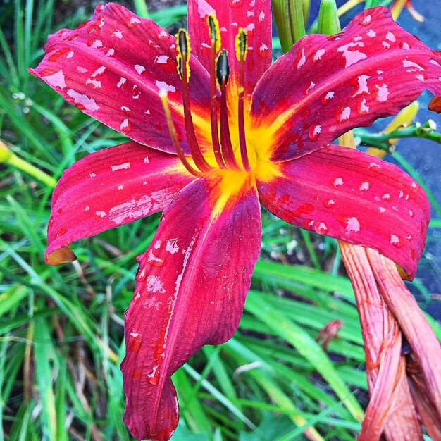 Close-up of red flower