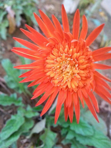 Close-up of red flower