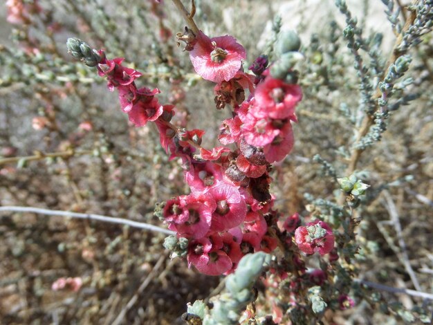 Foto close-up di un fiore rosso