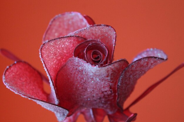 Photo close up of red flower