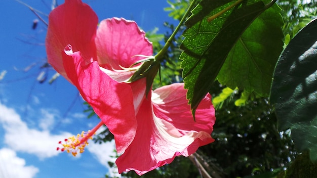 Close-up of red flower