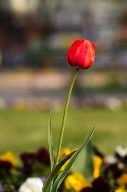 Close-up of red flower