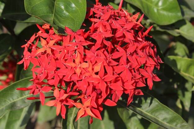 Foto close-up di un fiore rosso