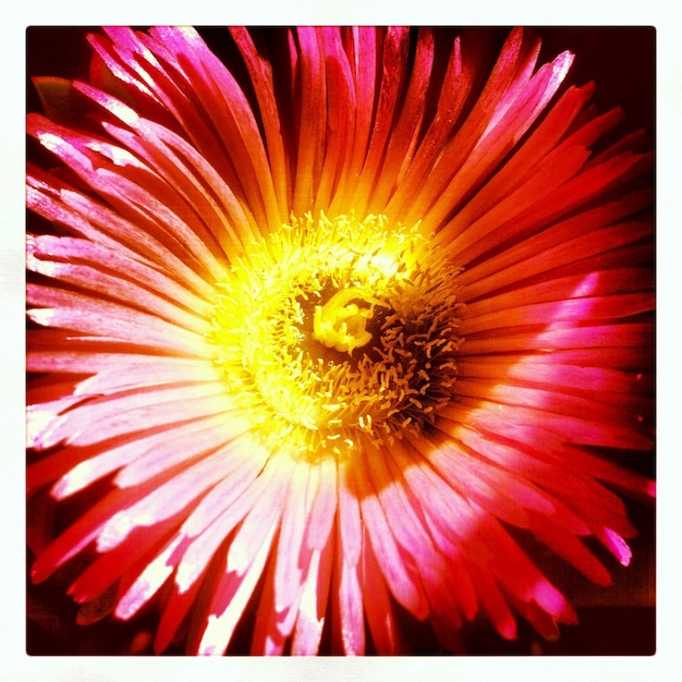 Photo close-up of red flower