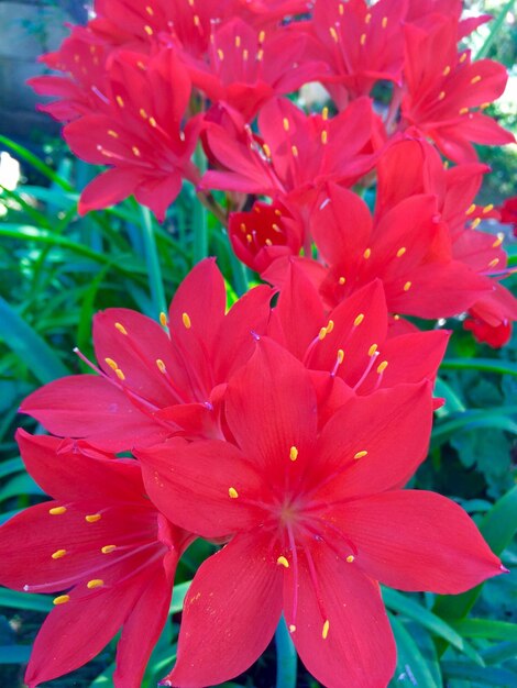 Close-up of red flower