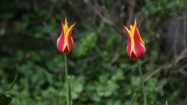 Foto close-up di un fiore rosso