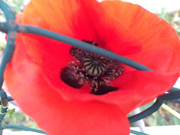 Close-up of red flower