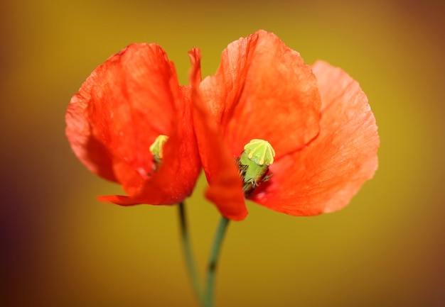 Foto close-up di un fiore rosso