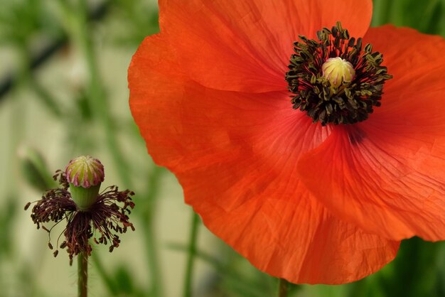 Foto close-up di un fiore rosso