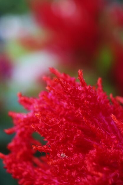 Close-up of red flower