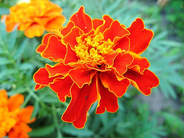 Close-up of red flower