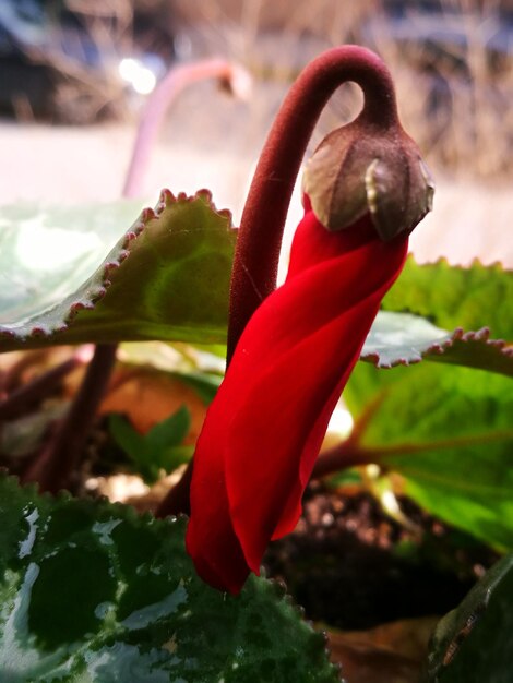 Close-up of red flower