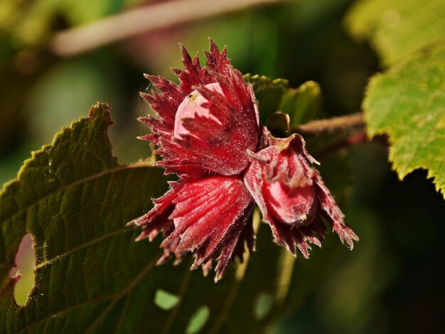 Close-up of red flower