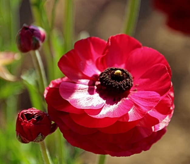 Photo close-up of red flower