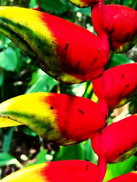 Close up of red flower