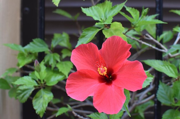 Close-up of red flower