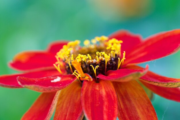 Photo close-up of red flower