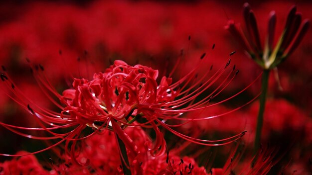 Close-up of red flower