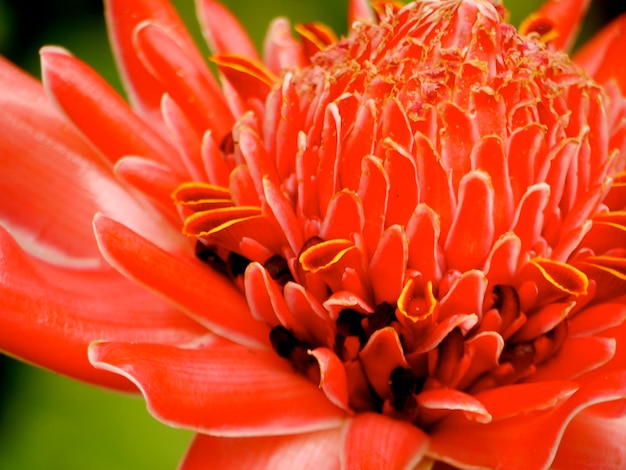 Photo close-up of red flower