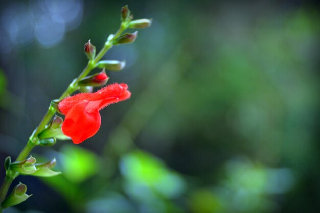 Close-up of red flower