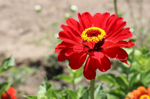 Foto close-up di un fiore rosso