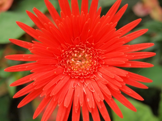 Close-up of red flower