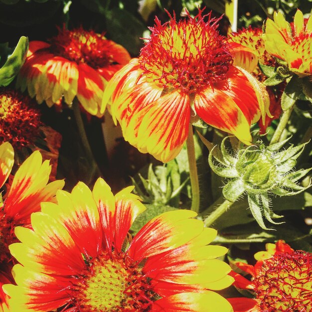 Foto close-up di un fiore rosso