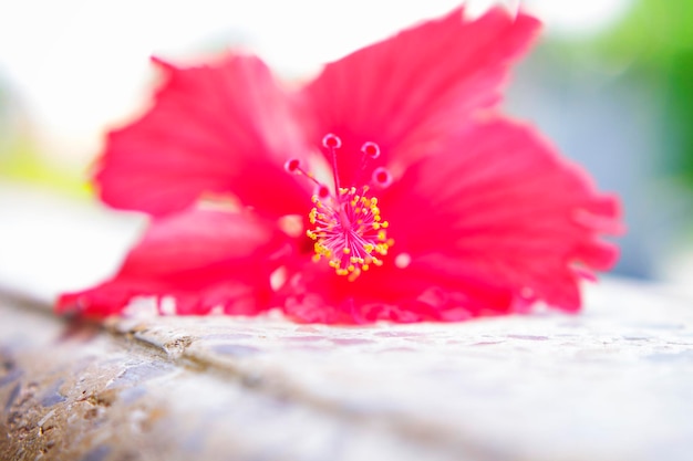 Foto close-up di un fiore rosso