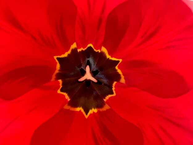 Close-up of red flower