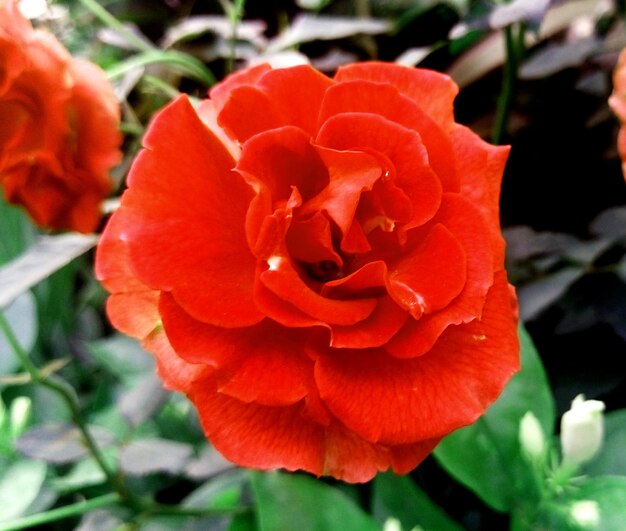 Close-up of red flower