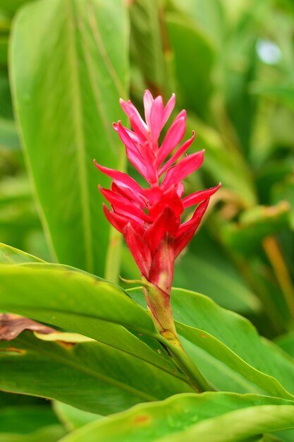 Close-up of red flower