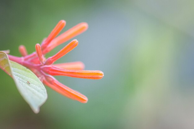 Close-up of red flower