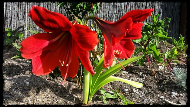 Foto close-up di un fiore rosso