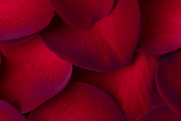 Foto un primo piano di un fiore rosso